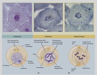 Stages of mitosis: Interphase, Prophase, Prometaphase
