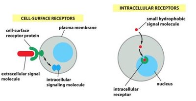 Cell-surface and intracellular receptors diagram