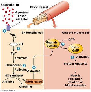 NO signaling in blood vessel relaxation