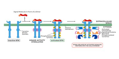 RTK activation and signaling