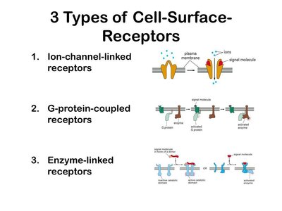 Three types of cell-surface receptors