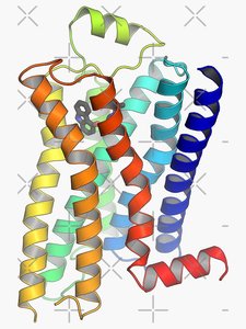 GPCR structure