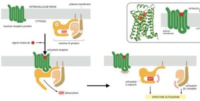 GPCR activation and G protein dissociation