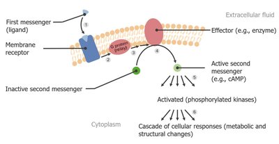 Second messenger signaling pathway