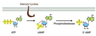 Adenylyl cyclase and cAMP production