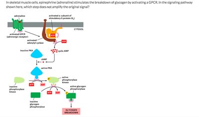 cAMP pathway in glycogen breakdown