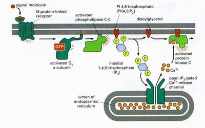 Inositol phospholipid pathway