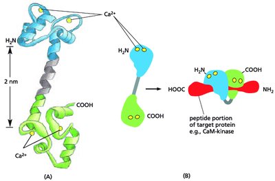 Calmodulin structure and function