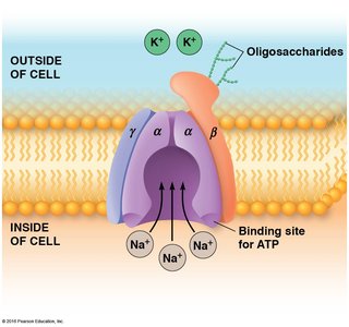 Structure of the Na+/K+ ATPase