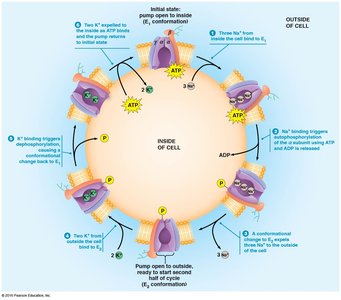 Na+/K+ pump conformational cycle
