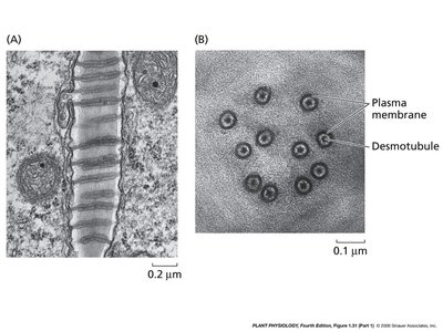 Electron micrograph of plasmodesmata