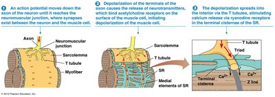 Events at the neuromuscular junction and calcium release
