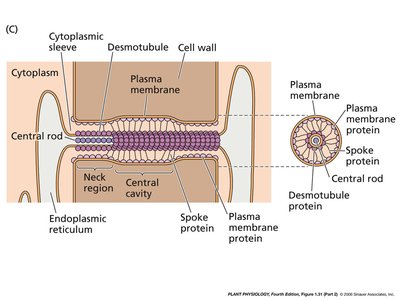 Diagram of plasmodesmata structure