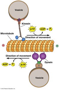 Kinesin and dynein movement along microtubules