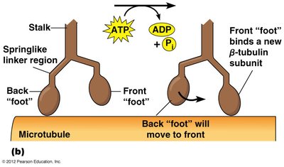 Kinesin walking mechanism on microtubules