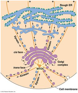 Microtubule-based transport in the cell