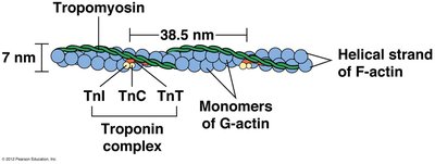 Structure of thin filament with troponin and tropomyosin