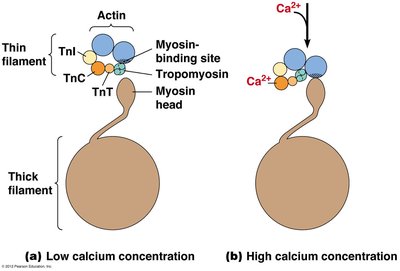 Calcium regulation of muscle contraction