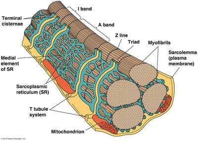 Structure of skeletal muscle cell and sarcoplasmic reticulum