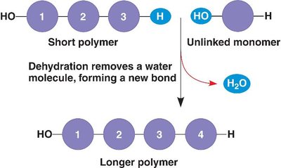 Diagram of dehydration reaction forming a polymer