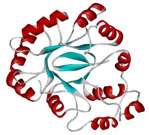 Comparison of fibrous and globular proteins