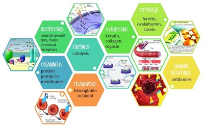 Functions of proteins in the cell