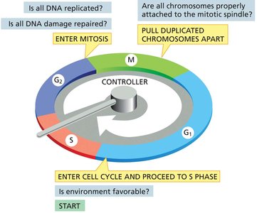 Diagram of cell cycle checkpoints and control system