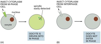Experiment showing cytoplasm from M-phase cell induces mitosis