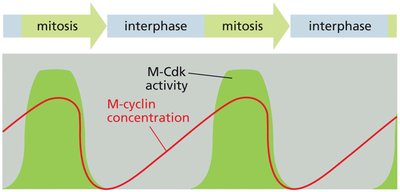 Diagram of cyclin binding to Cdk