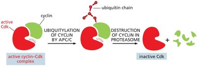 Diagram of cyclin degradation by APC/C