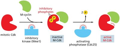 Diagram of Cdk regulation by phosphorylation and dephosphorylation