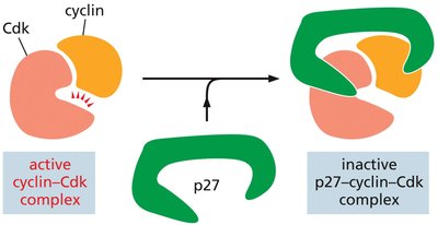Diagram of Cdk inhibition by p27