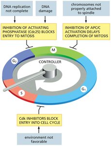Diagram of cell cycle control system pausing the cycle