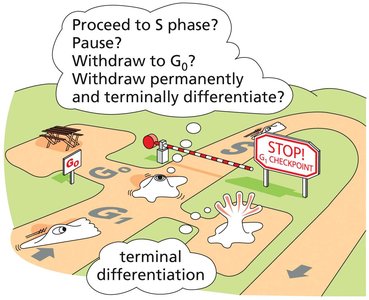 Diagram of G1 checkpoint decision points