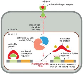 Diagram of mitogen signaling and Rb phosphorylation