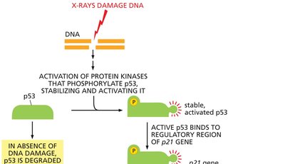 Diagram of DNA damage response via p53 and p21