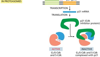 Diagram of p21 inhibiting cyclin-Cdk complexes