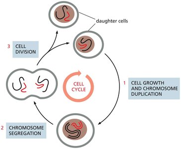 Diagram of the cell cycle showing cell growth, chromosome duplication, chromosome segregation, and cell division