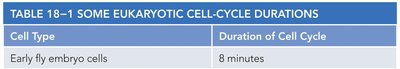 Table of eukaryotic cell cycle durations