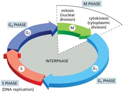 Diagram of the cell cycle with G1, S, G2, and M phases