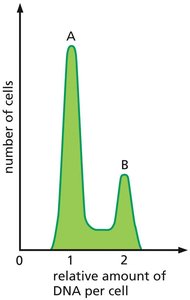 Flow cytometry histogram showing DNA content in cell cycle phases