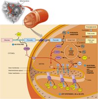 Overview of aerobic respiration pathways in the cell