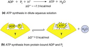 ATP synthesis energetics and mechanism