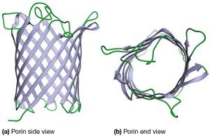 Structure of porin proteins in mitochondrial outer membrane