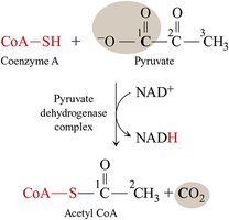 Pyruvate to Acetyl CoA reaction catalyzed by pyruvate dehydrogenase