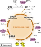 Simplified diagram of the citric acid cycle