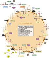 Detailed steps and intermediates of the citric acid cycle