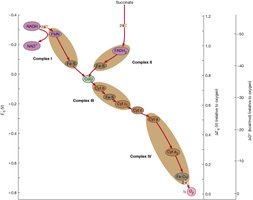 Redox potential diagram of the electron transport chain