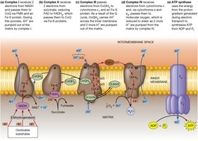 Diagram of ETC complexes and proton pumping across the inner membrane