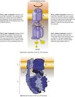 Structure and function of ATP synthase in the inner mitochondrial membrane